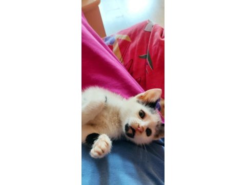 Çok tatlı 3 renk 1 haftalık yavru kedimiz