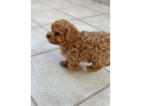 Teacup apricot toy poodle