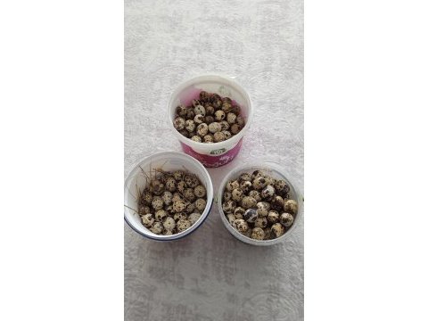 Kuluçkalık bıldırcın yumurtası