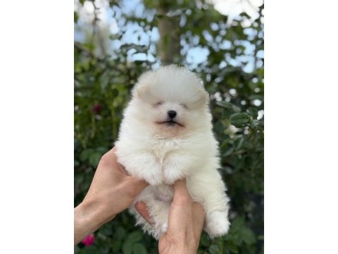 Pomeranian boo orjinal ayı surat bebeğim