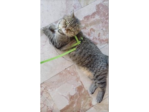 British shorthair 6 yaşında