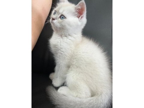 British shorthair 2 aylık erkek
