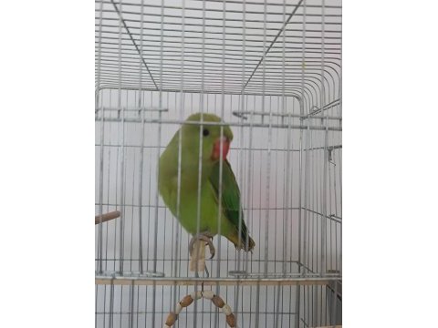 3 aylık el besleme full evcil pakistan çok uysal akıllı