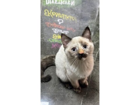 Aşıları tam tertemiz buzul 2 aylık british longhair