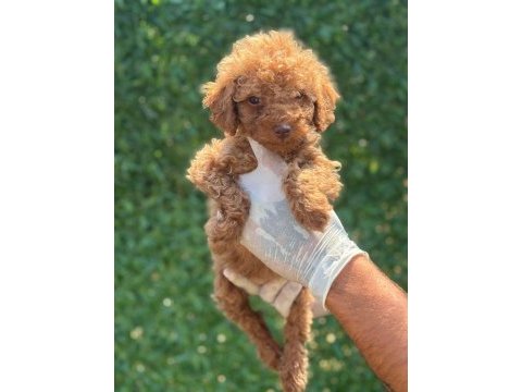 Toy poodle minik şekerler