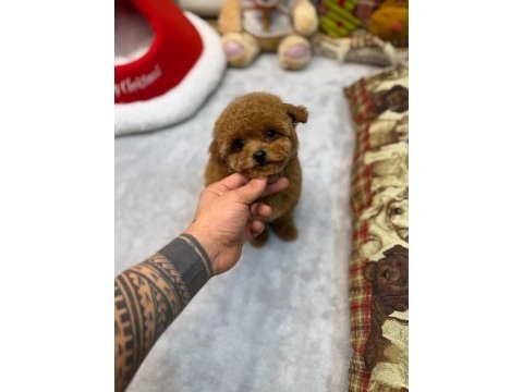 Kore toy poodle