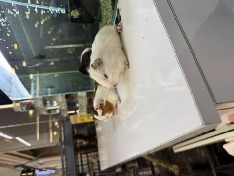 Ginepig yavruları citypetshop