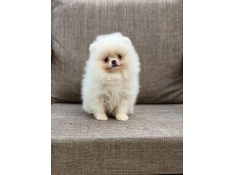 Pomeranian boo köpeğimiz orjinal