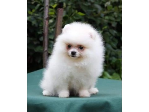 Pomeranian spitz