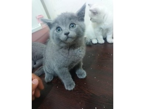 Gerçek bir dost kediyse tamda doğru yerdesiniz