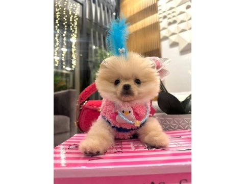 Evinize mutluluk getirecek minicik yavru köpekler