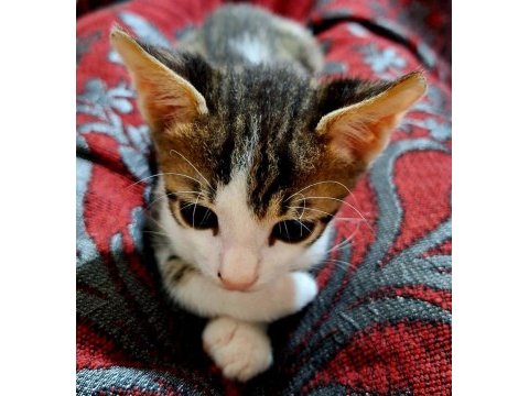Evcil yavru erkek kedi, 2 aylık, tekir