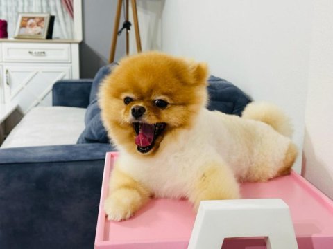 Gunu gelem asilari yapildi 45 gunluk pomeranian bebegimiz