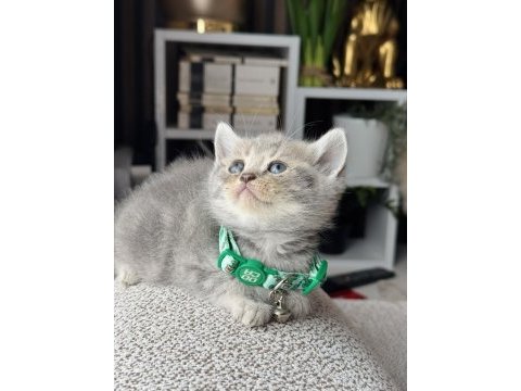 British shorthair blue golden yavrular