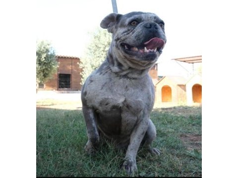 French bulldog