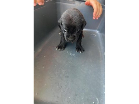 Simsiyah dişi cane corso