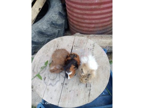 Sütten kesilen guinea pig bebekler