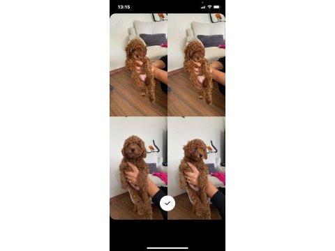 2 aylık red brown toy poodle kore ırk