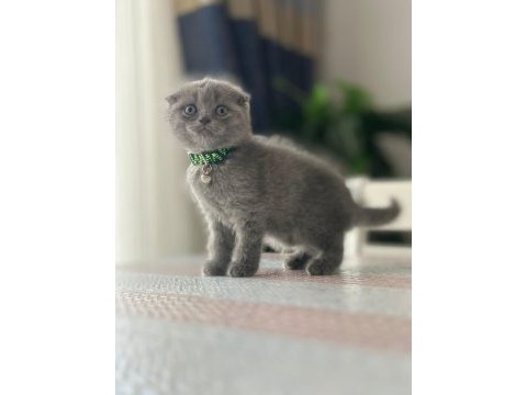 Kedilerim yeni sahiplerini bekliyorlar