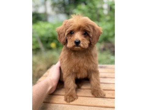 Red maltipoo erkek küt burun