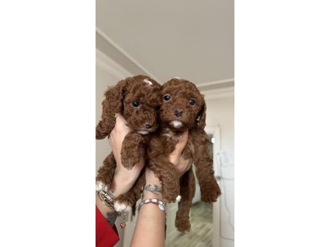 Tea cup toy poodle