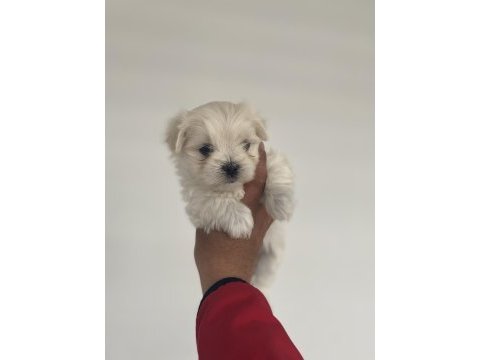 En mini boy birbirinden güzel maltese bebeklerimiz