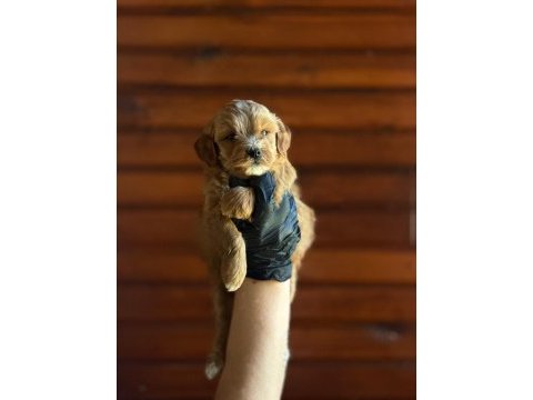Maltipoo bebekler