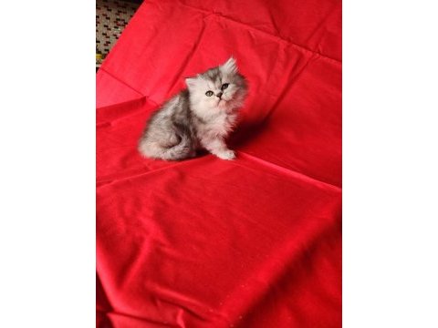 Scottish straight ve fold