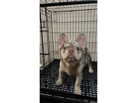 Özel renk nadir french bulldog yavrular