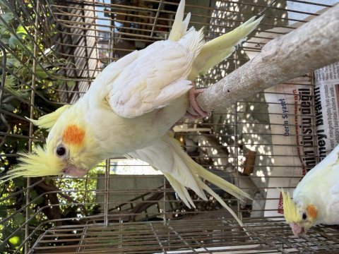 1,5 aylık dişi lutino sultan papağanı