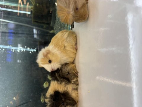 City pet shop güvencesiyle sağlıklı ginepigler
