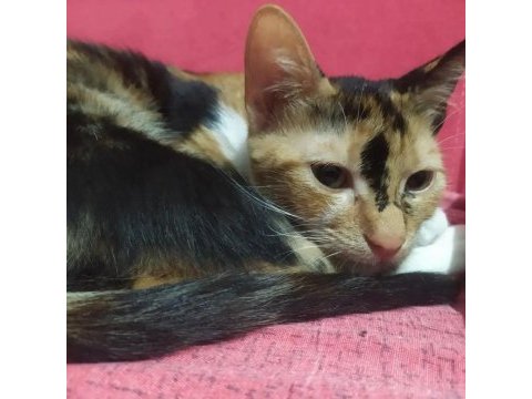 Sevgi dolu tortoiseshell yavru kedi yuva arıyor