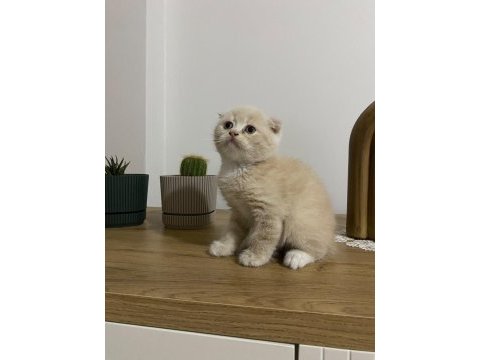 Ayı surat scottish fold red yavrumuz