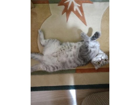Scottish fold silver yumak için ömürlük yuva arıyoruz
