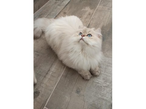 Kısır 3 yaşında british longhair erkek