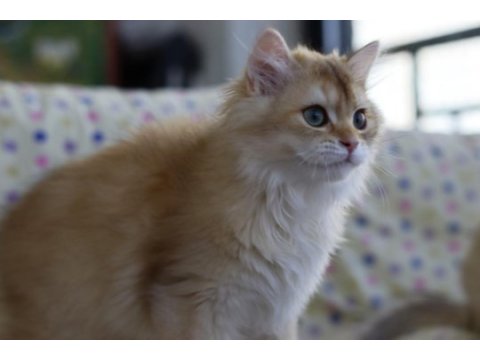 British longhair erkek kedimiz