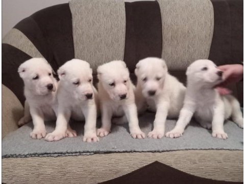 Daha iyisi  yok alabai yavruları