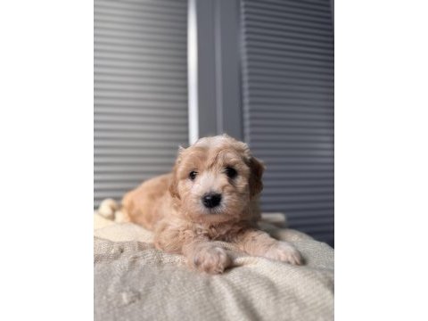 Küçük maltipoo bebeğim
