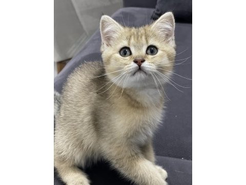Orjinal british shorthair