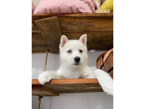 Beyaz husky yavrularımız a kalite