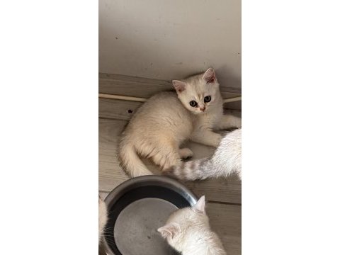 Muhteşem inci taneleri kedilerim yuvanıza uğur getirsin