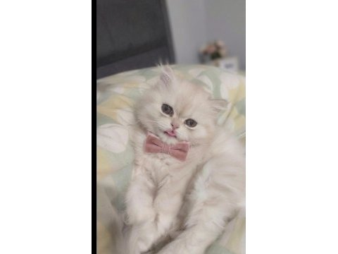 2 aylık dişi british longhair yavru oyuncu ve sağlıklı