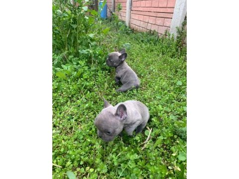 Blue bir dişi ve bir erkek french bulldog