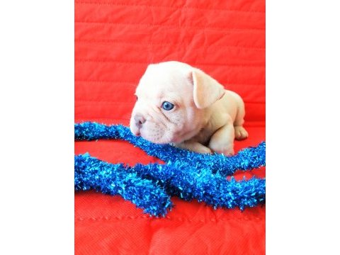 Egzotic french bulldog yavruları
