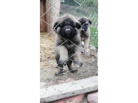 Kara çocuklar kangal