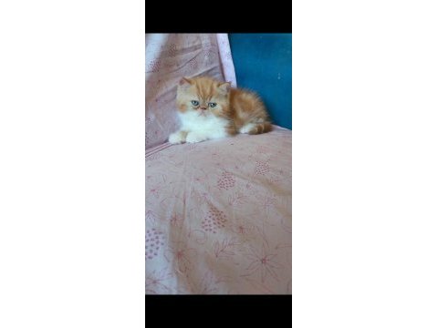Saf kan exotic shorthair erkek yavru
