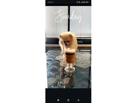 Pomeranian boo