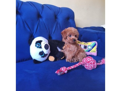 Toy poodle erkek güzeli