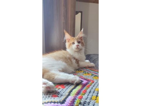 Tüm aşı ve belgeleri eksiksiz şecereli safkan maine coon