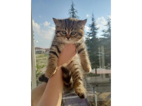 British shorthair 2 aylık yavru dişi